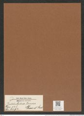 Biddulphia tenera Grove. et Sturt. (de-Toni-Nr.: Genus 123, Species 3492) Zeichnungen Sammlung Grunow Mappe 03685 (Herbarium_W_Grunow_drawings_Folder_03685)